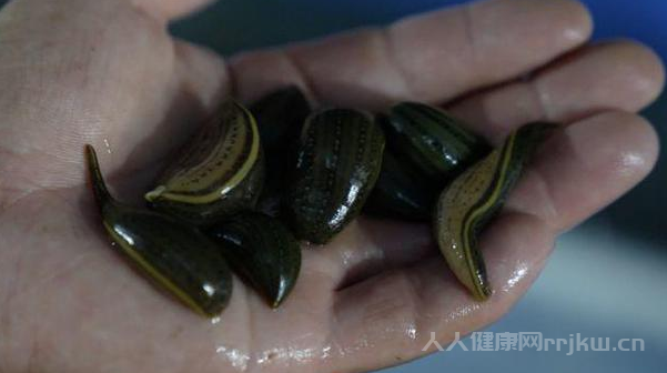 水蛭的功效与作用 水蛭有哪些作用